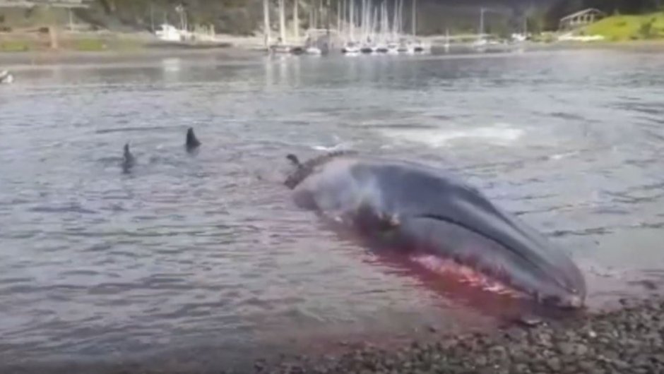 El video muestra como la ballena no puede escapar de las orcas. (Foto: Captura de pantalla de El Pingüino). 